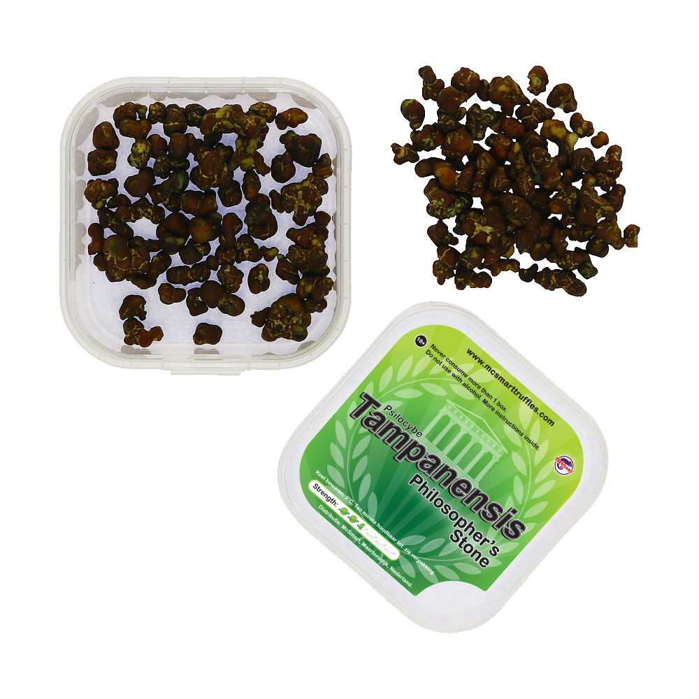 McSmart Tampanensis - Top View